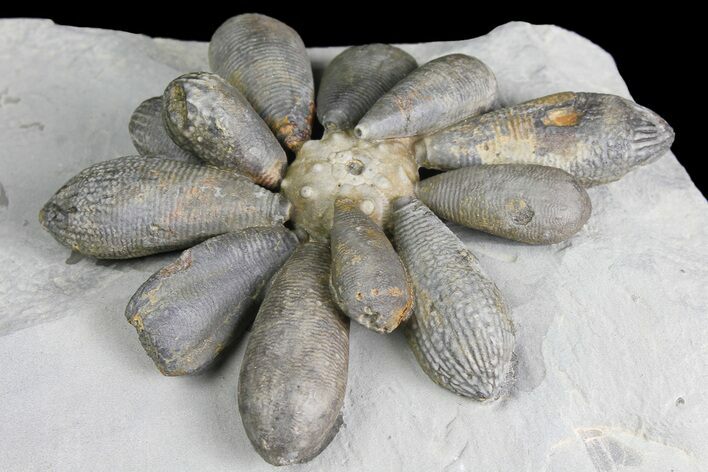 Jurassic Fossil Urchin (Firmacidaris) - Amellago, Morocco #179473